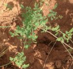 Un des plants d‘acacia du Sénégal