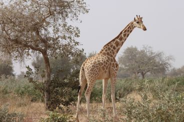 Girafe de la réserve de Kouré au Niger